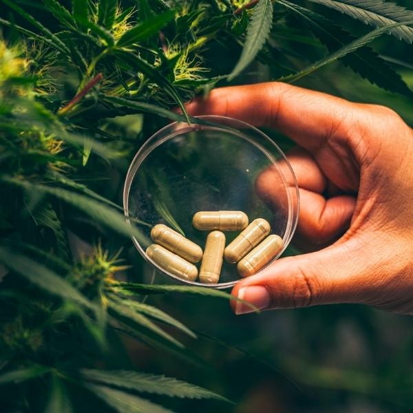 highly compressible cbd granulations for oral solid dose manufacturing