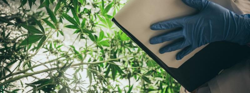 cannabis research and development