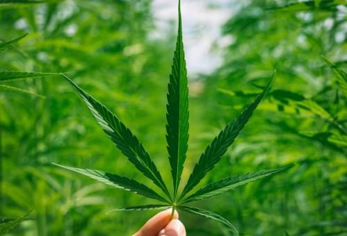 cbd formulas for making oral solid dose products