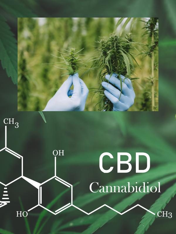 cbd mint manufacturer
