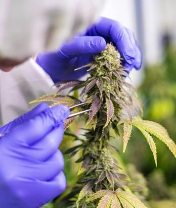 cbd mint manufacturing services