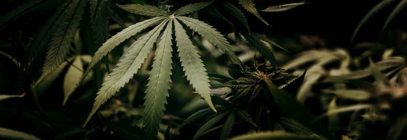 cbd tablet and mint manufacturing service