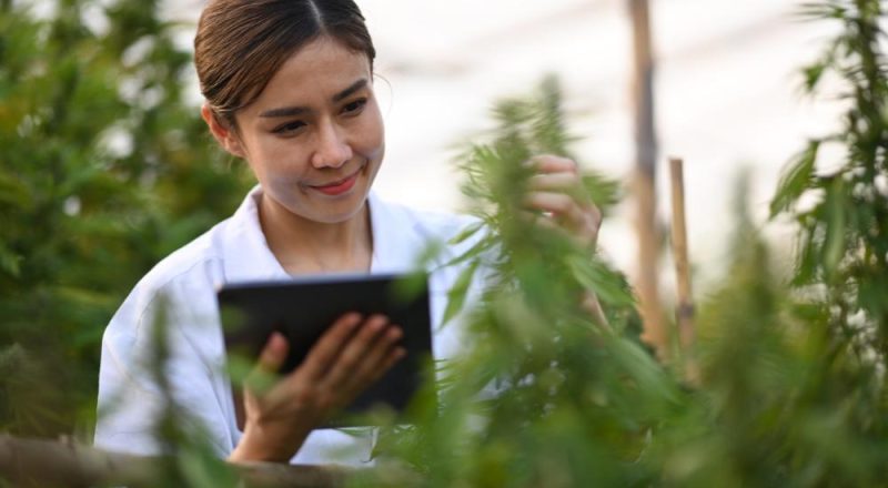 leading manufacturer in cannabis innovation